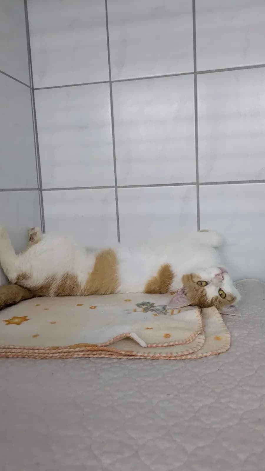 Rubin, rot European Shorthair for adoption at Tierheim Northeim
