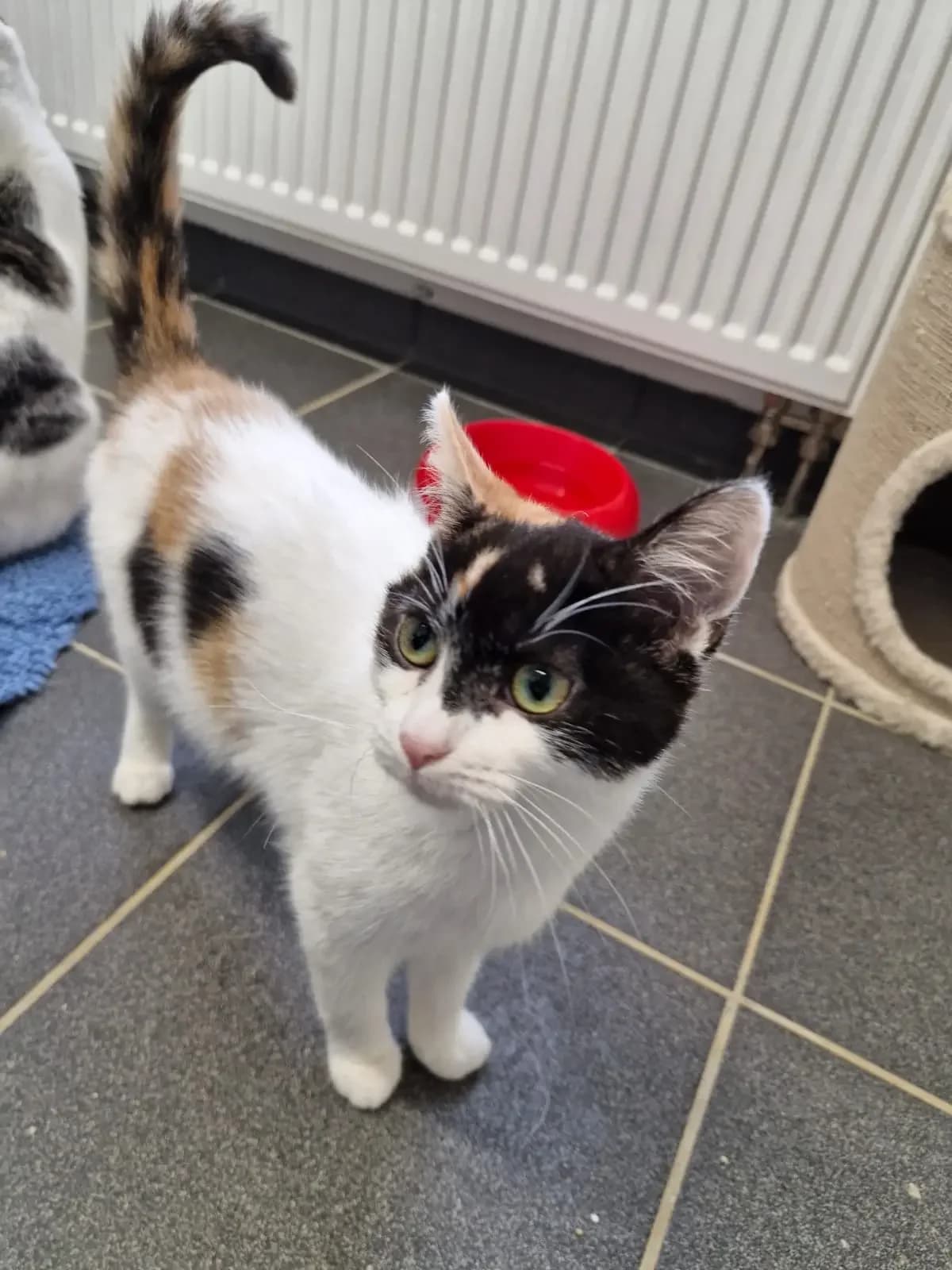 Gretel, getigert European Shorthair for adoption at Tierheim Northeim