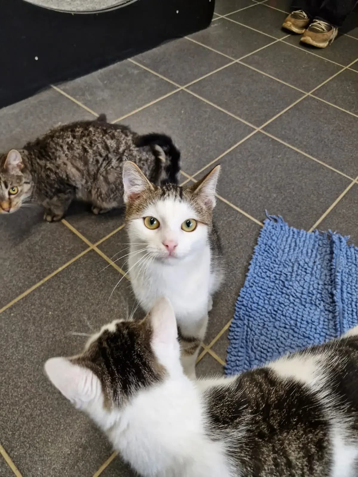 Aki, male European Shorthair for adoption at Tierheim Northeim