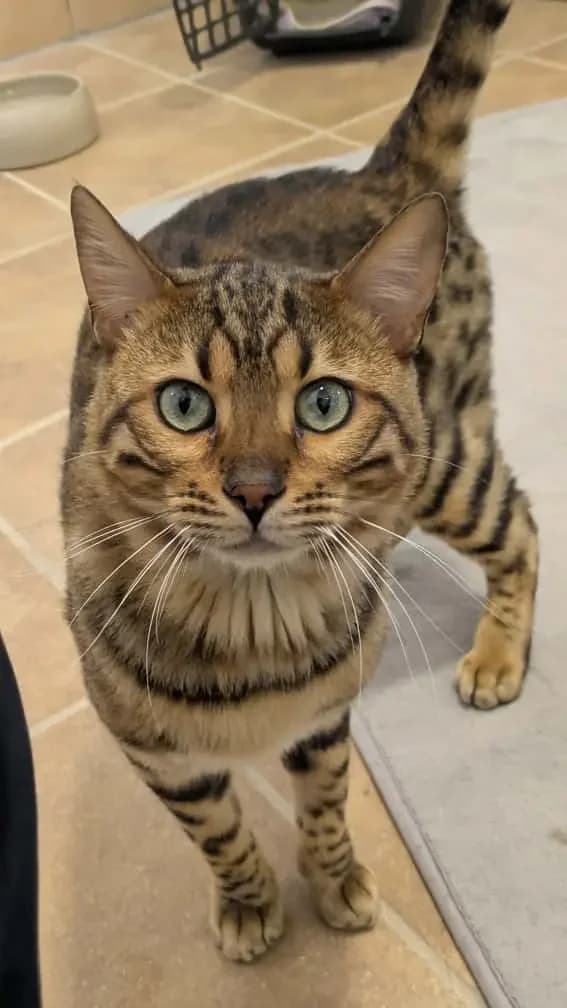 It, male mixed breed for adoption at Tierheim Northeim
