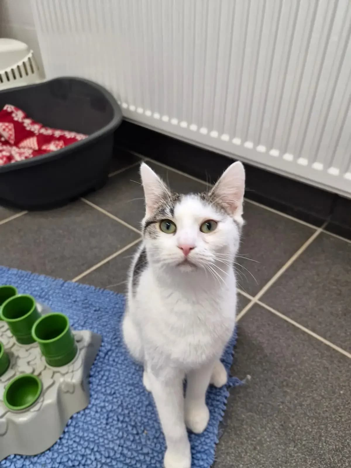 Hänsel, getigert male European Shorthair for adoption at Tierheim Northeim