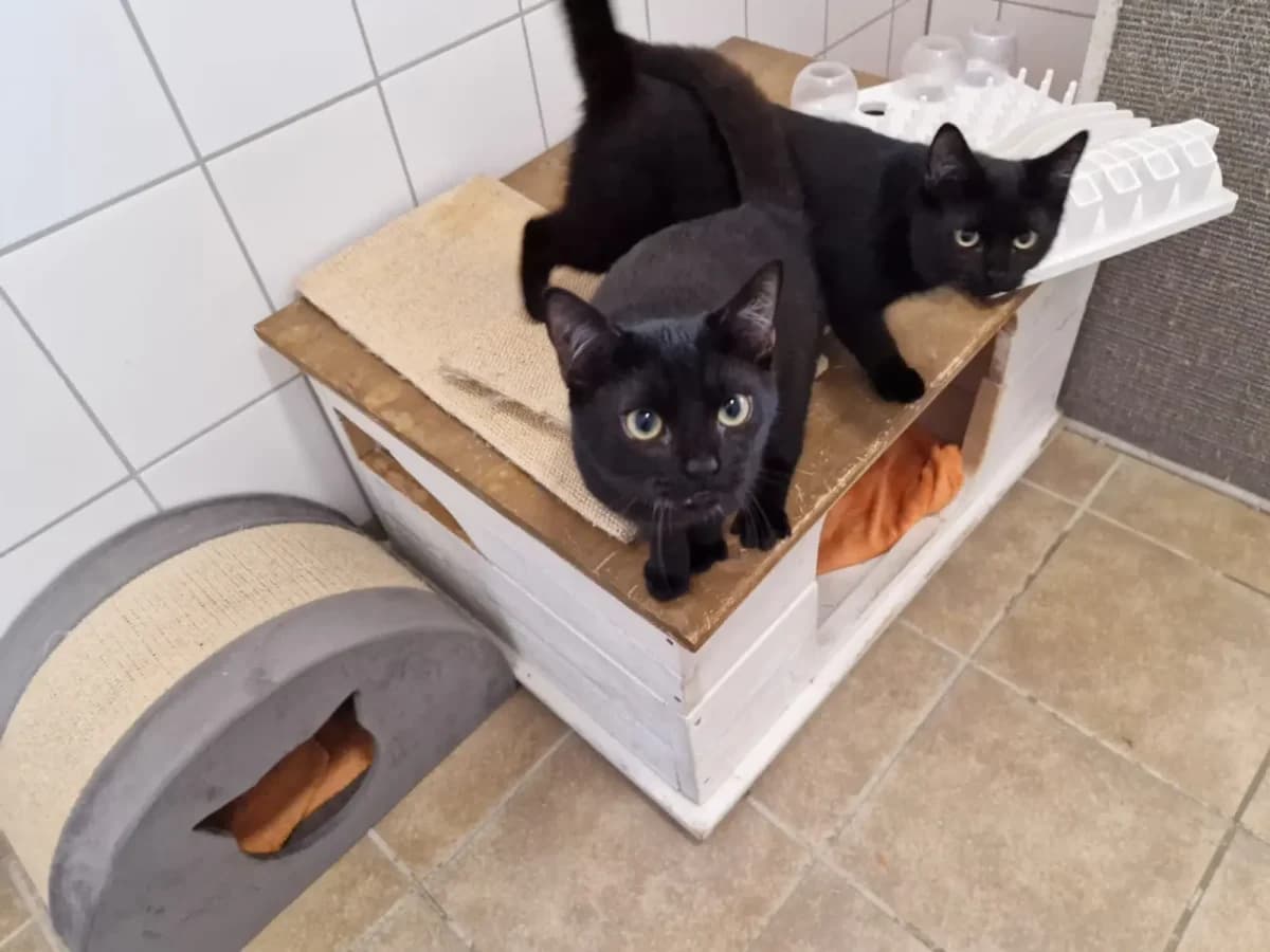 Joey, male European Shorthair for adoption at Tierheim Northeim