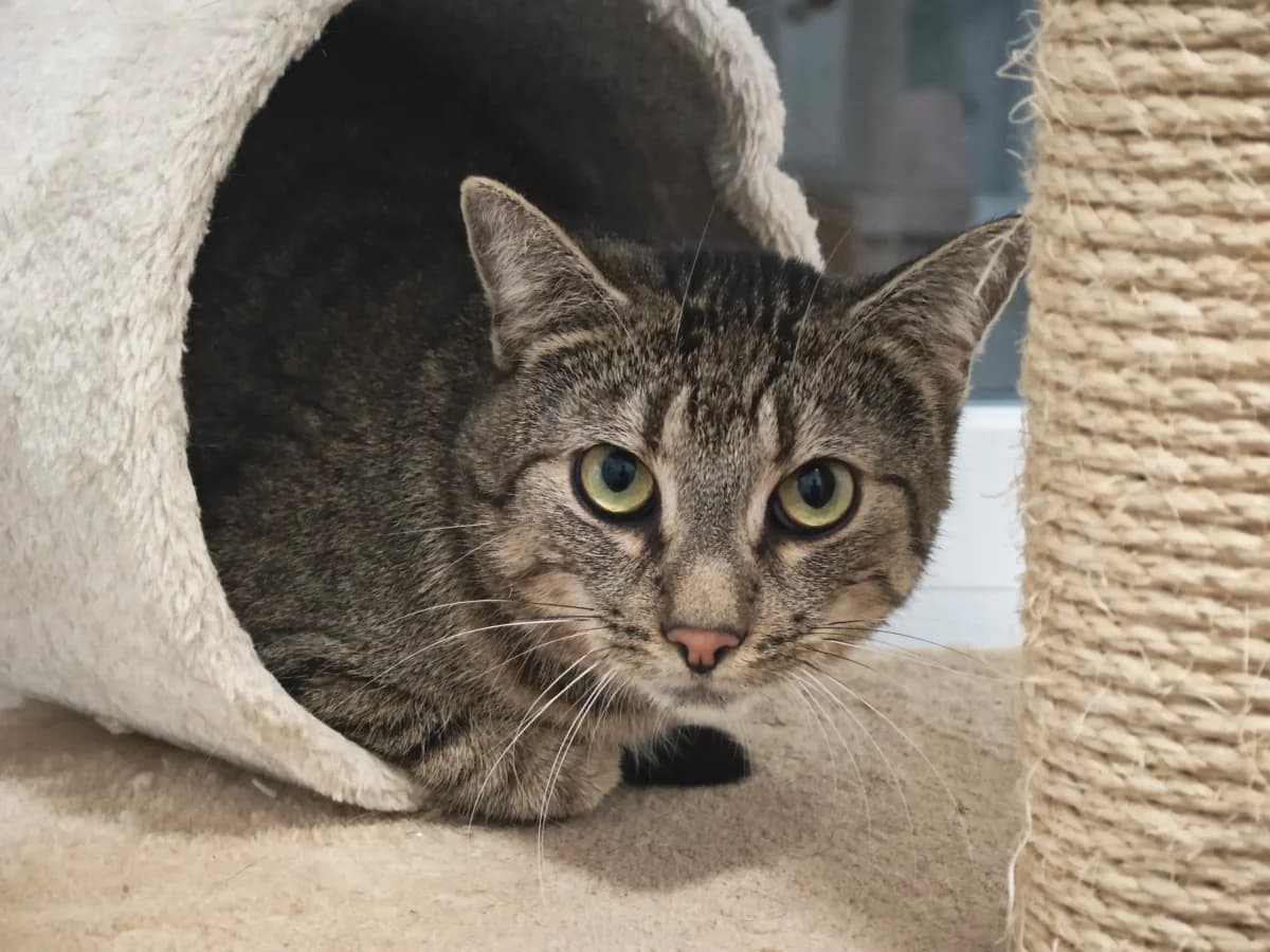 Toulouse, male 4yo European Shorthair for adoption at Tierheim Northeim
