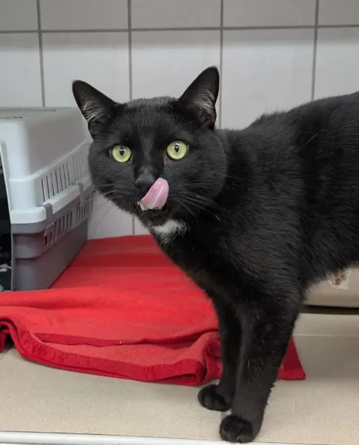 Eddy, male European Shorthair for adoption at Tierheim Northeim