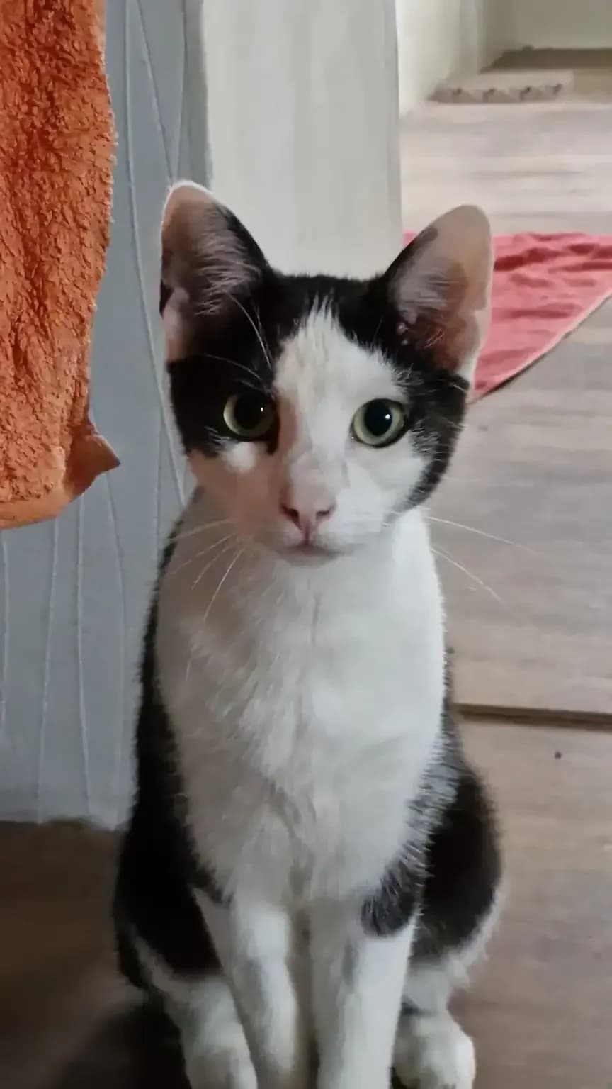 Haku, male European Shorthair for adoption at Tierheim Northeim
