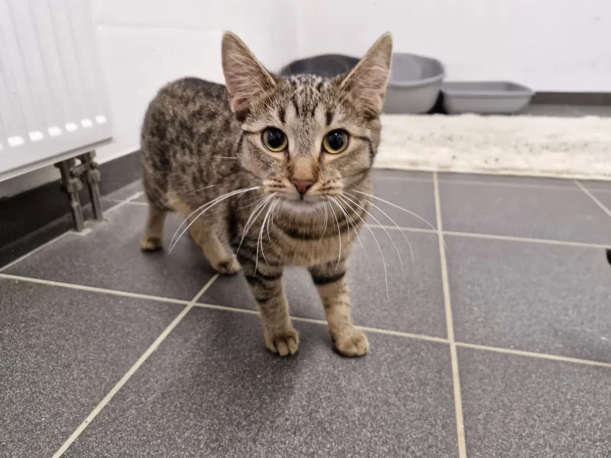 Nala, European Shorthair for adoption at Tierheim Northeim