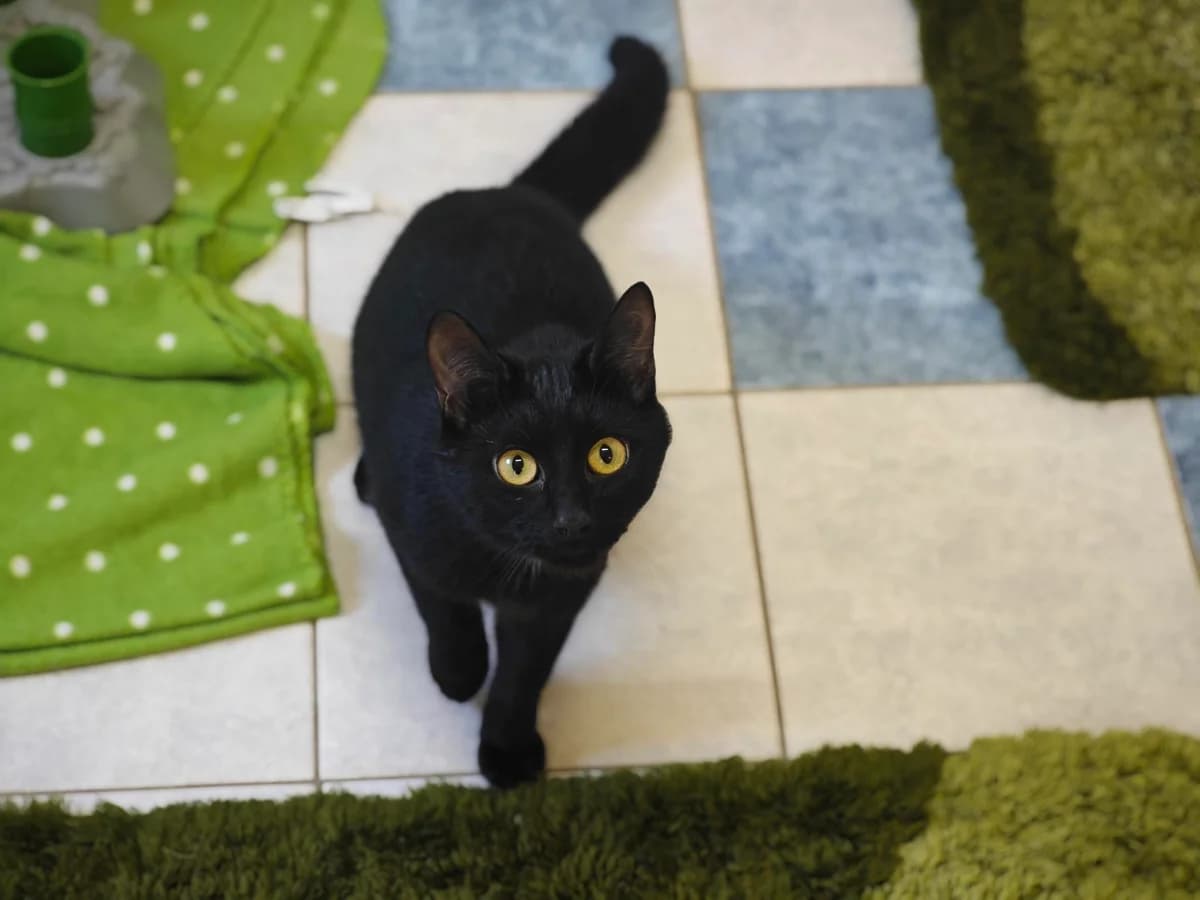 Yumi, male European Shorthair for adoption at Tierheim Northeim