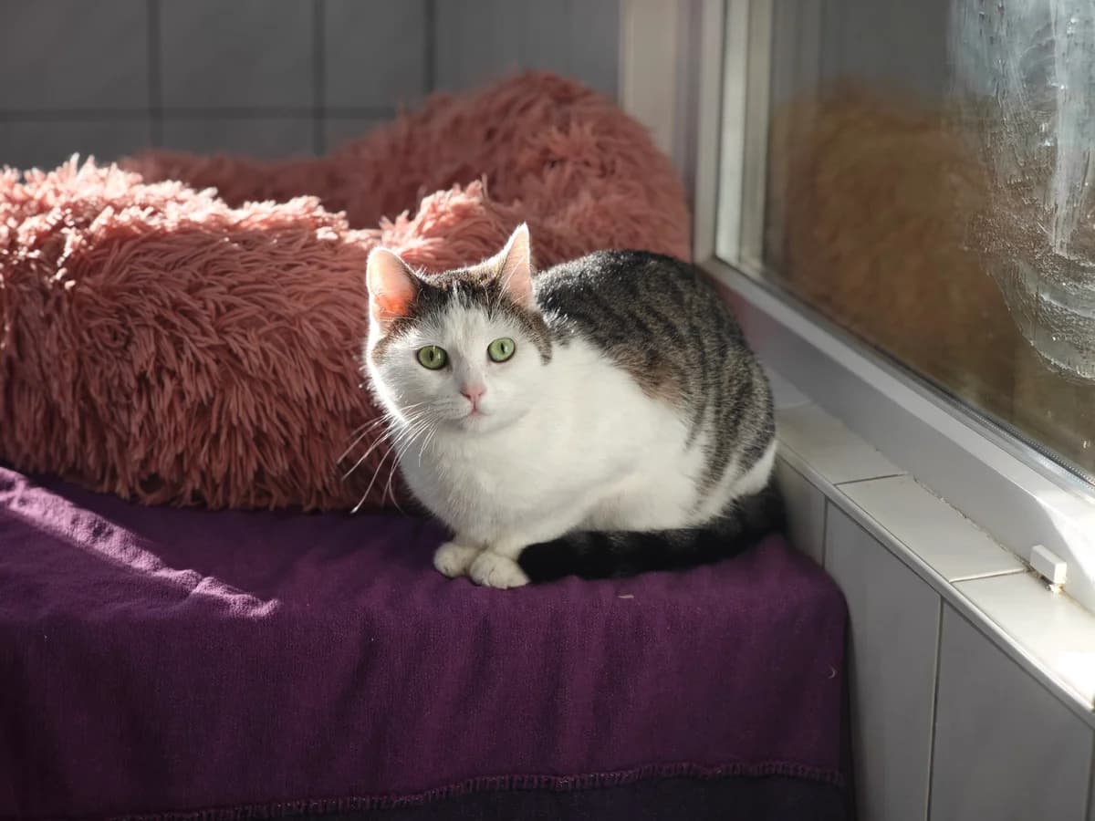Nami, European Shorthair for adoption at Tierheim Northeim