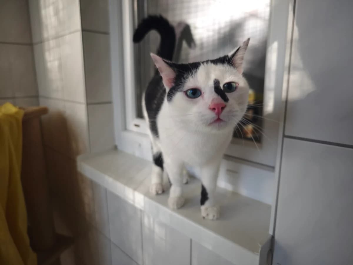 Tino, male young European Shorthair for adoption at Tierheim Northeim