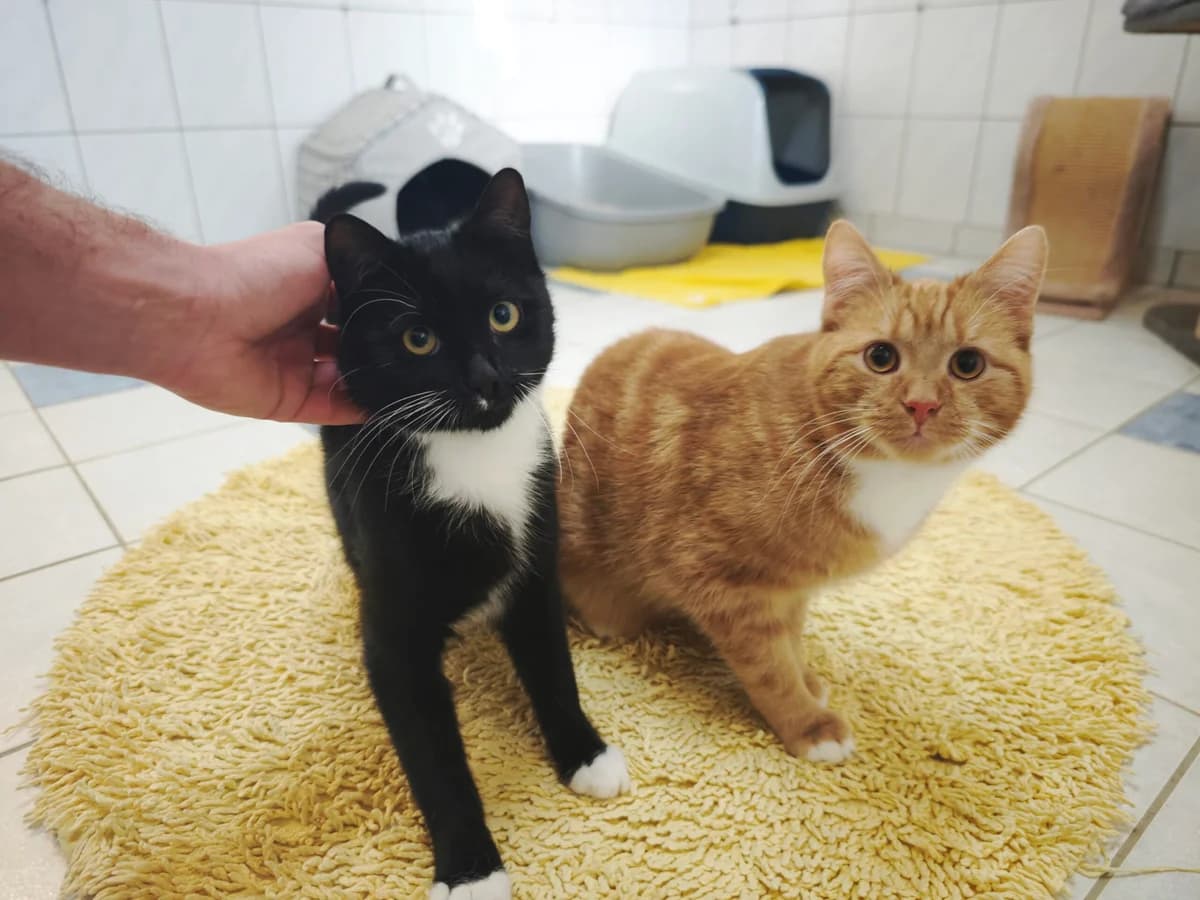 Suren & Zihao, male European Shorthair for adoption at Tierheim Northeim