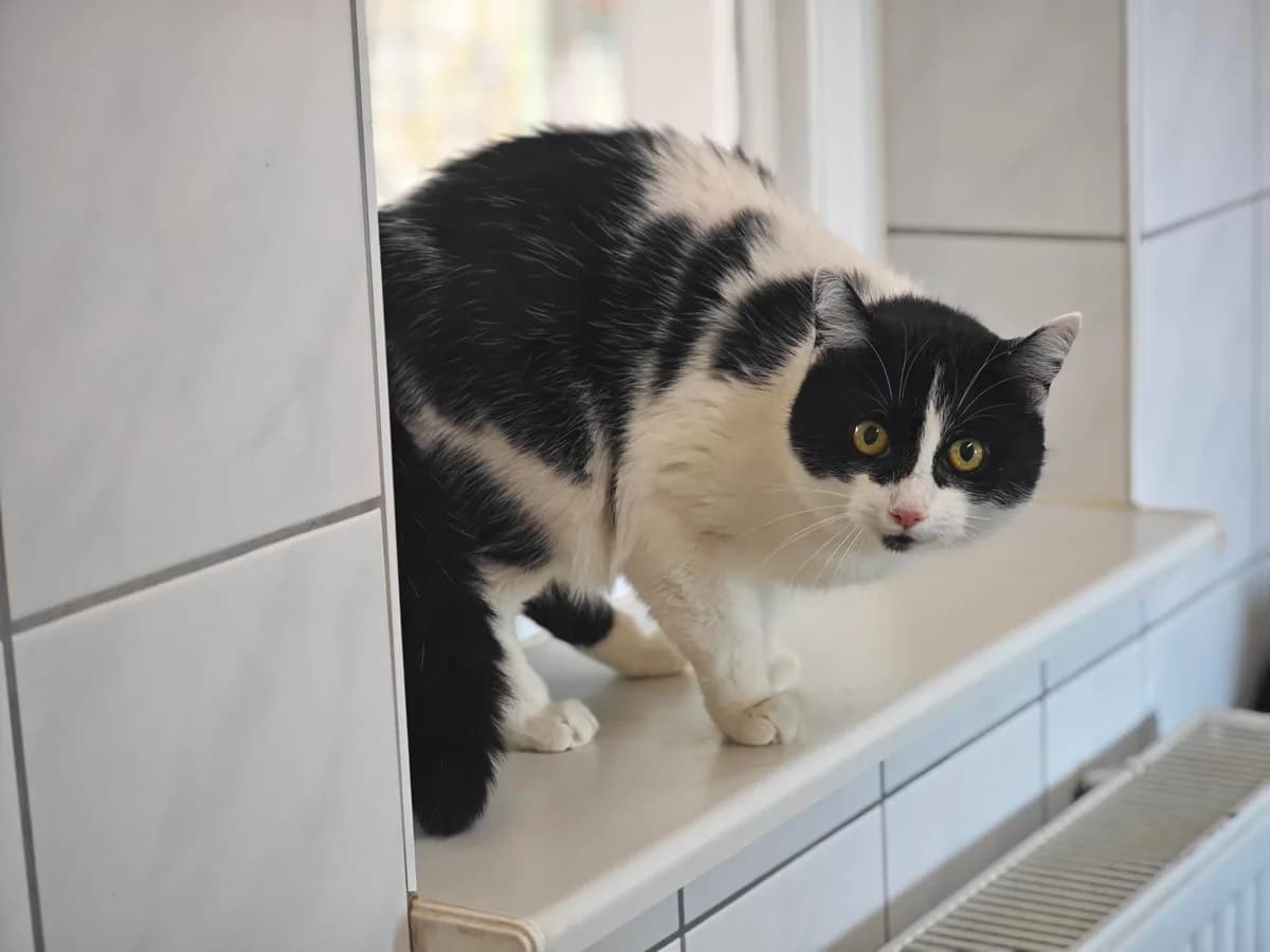 Duchesse, European Shorthair for adoption at Tierheim Northeim