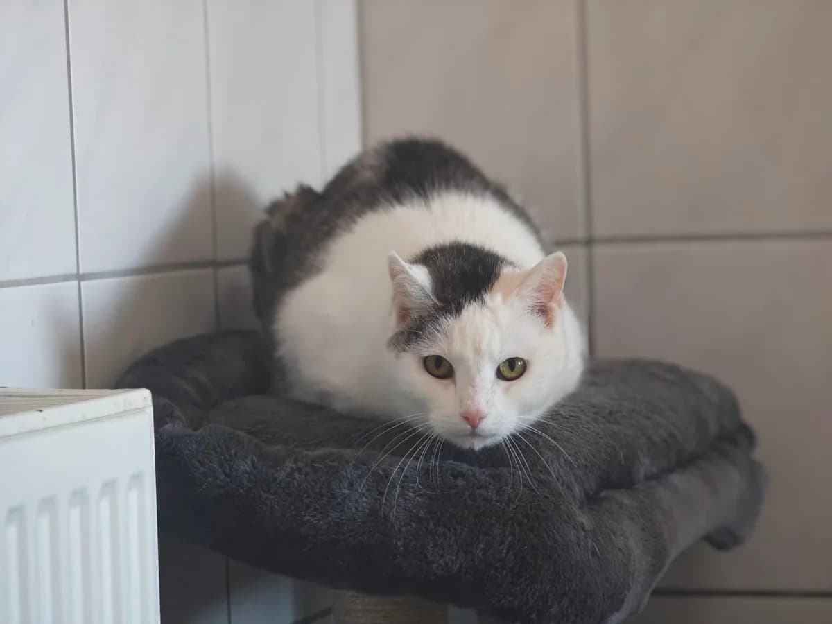 Marie, European Shorthair for adoption at Tierheim Northeim