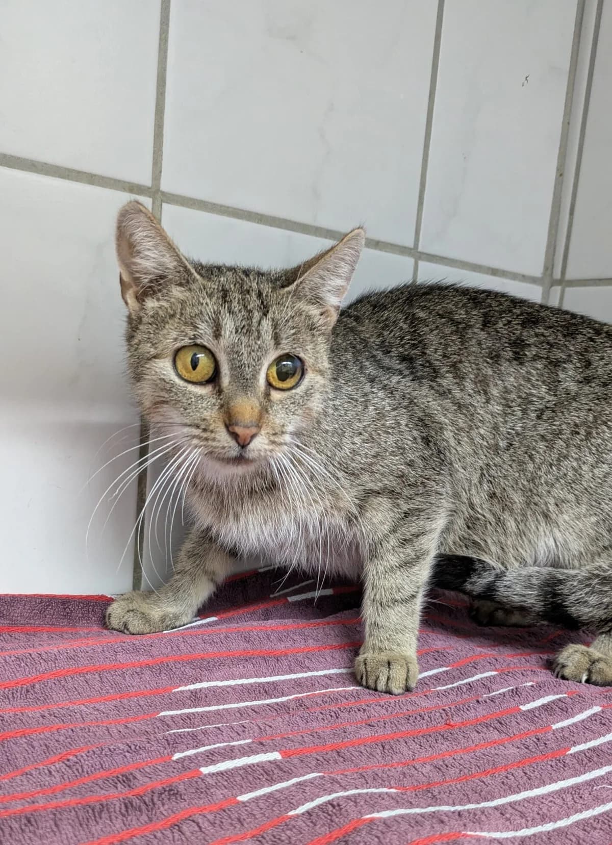 Granda, puppy European Shorthair for adoption at Tierheim Northeim
