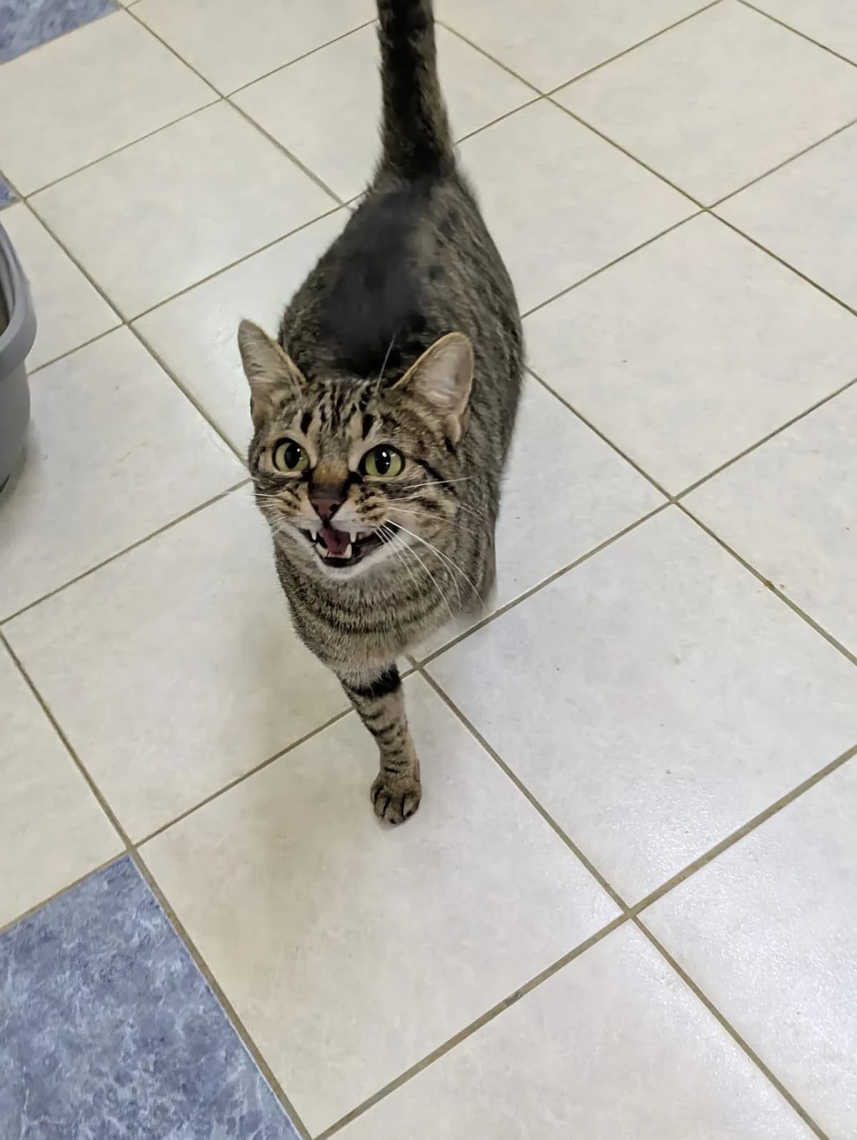 Valeria, European Shorthair for adoption at Tierheim Northeim