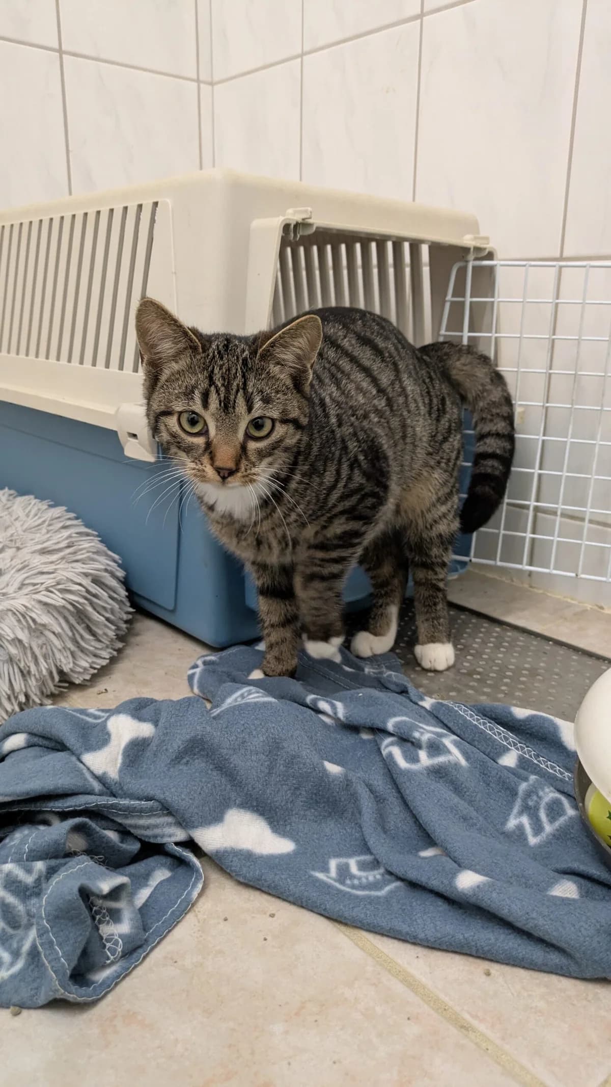 Niki, European Shorthair for adoption at Tierheim Northeim