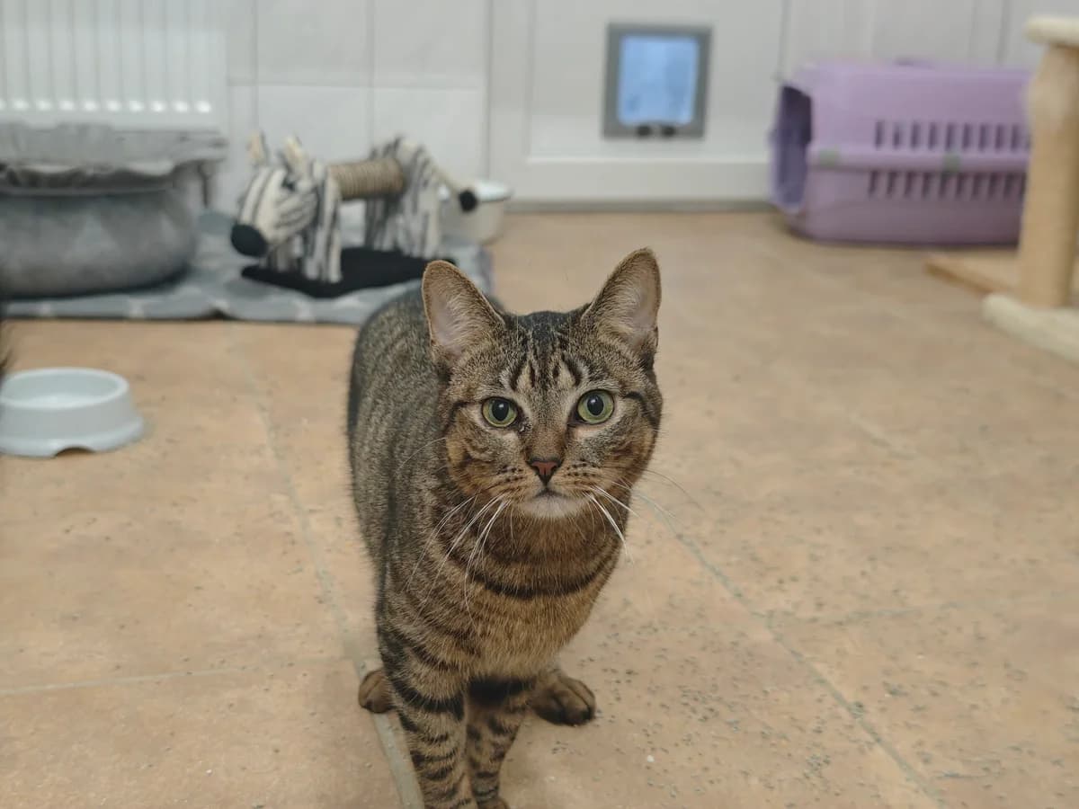 Gundula, European Shorthair for adoption at Tierheim Northeim