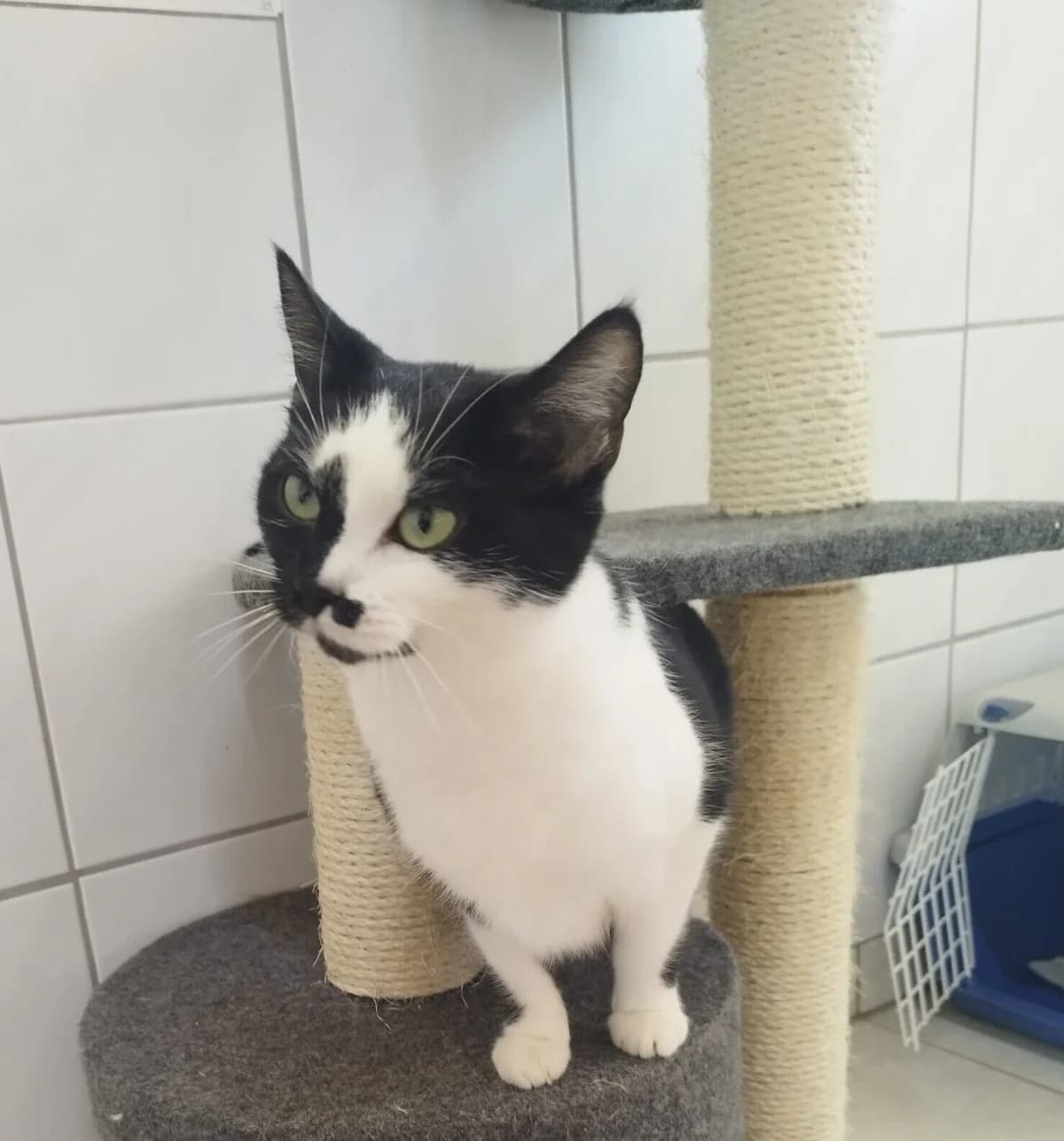 Bonnie, European Shorthair for adoption at Tierheim Northeim