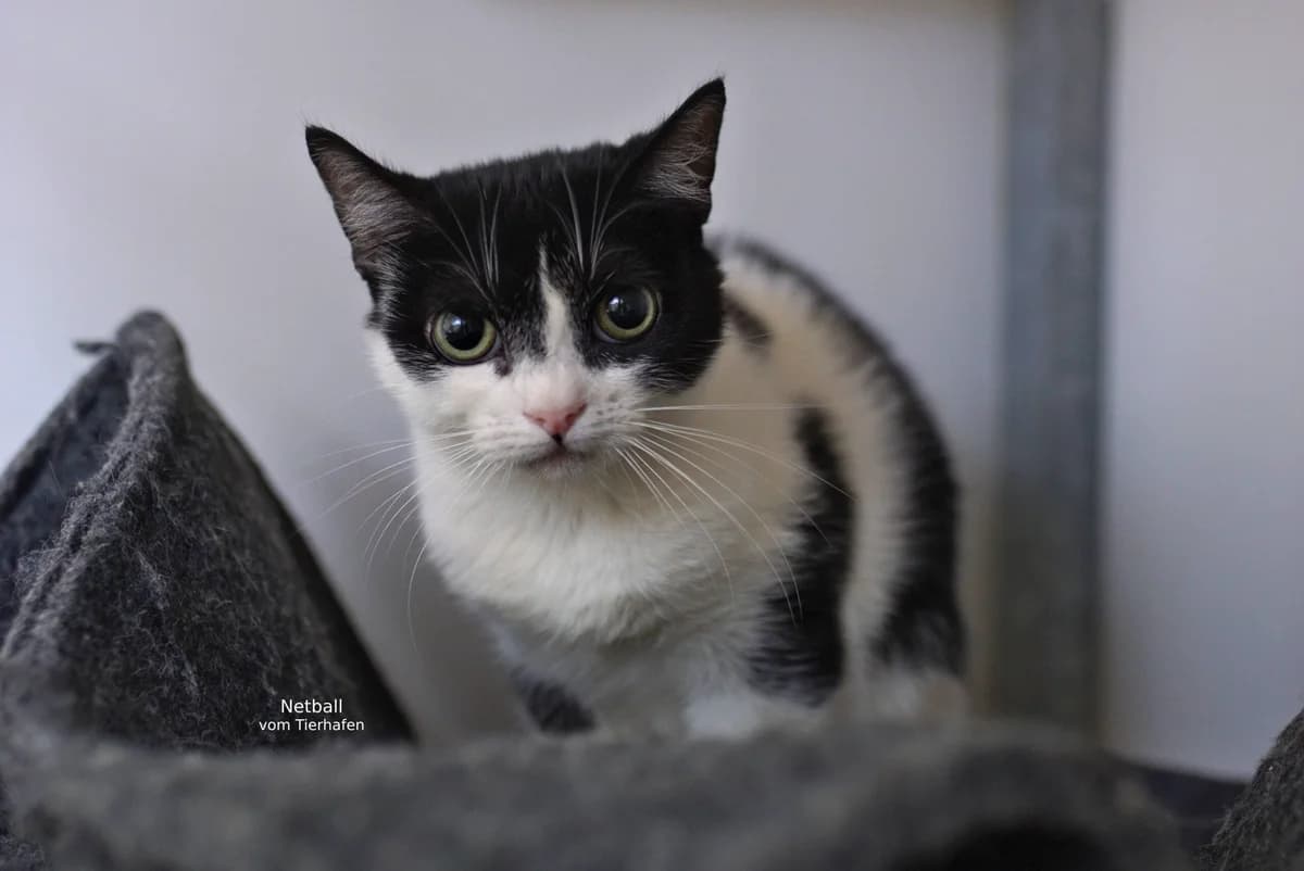 Naetti, European Shorthair for adoption at Tierheim Northeim