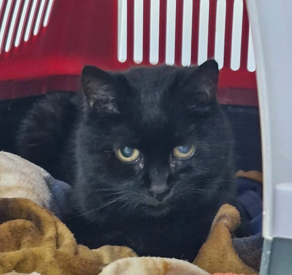 Valenzia, European Shorthair for adoption at Tierheim Northeim