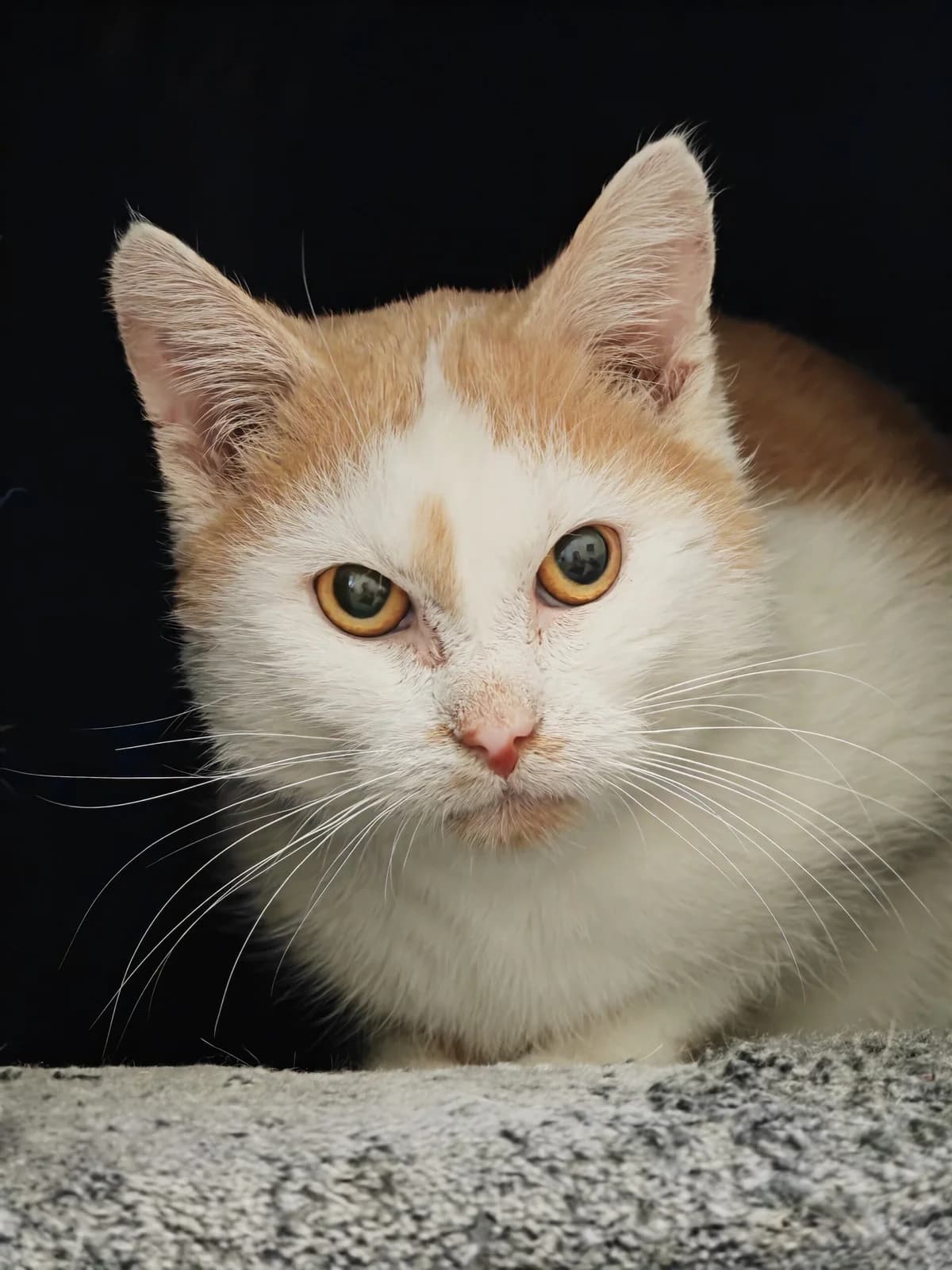 Esel, male 5yo European Shorthair for adoption at Tierheim Northeim