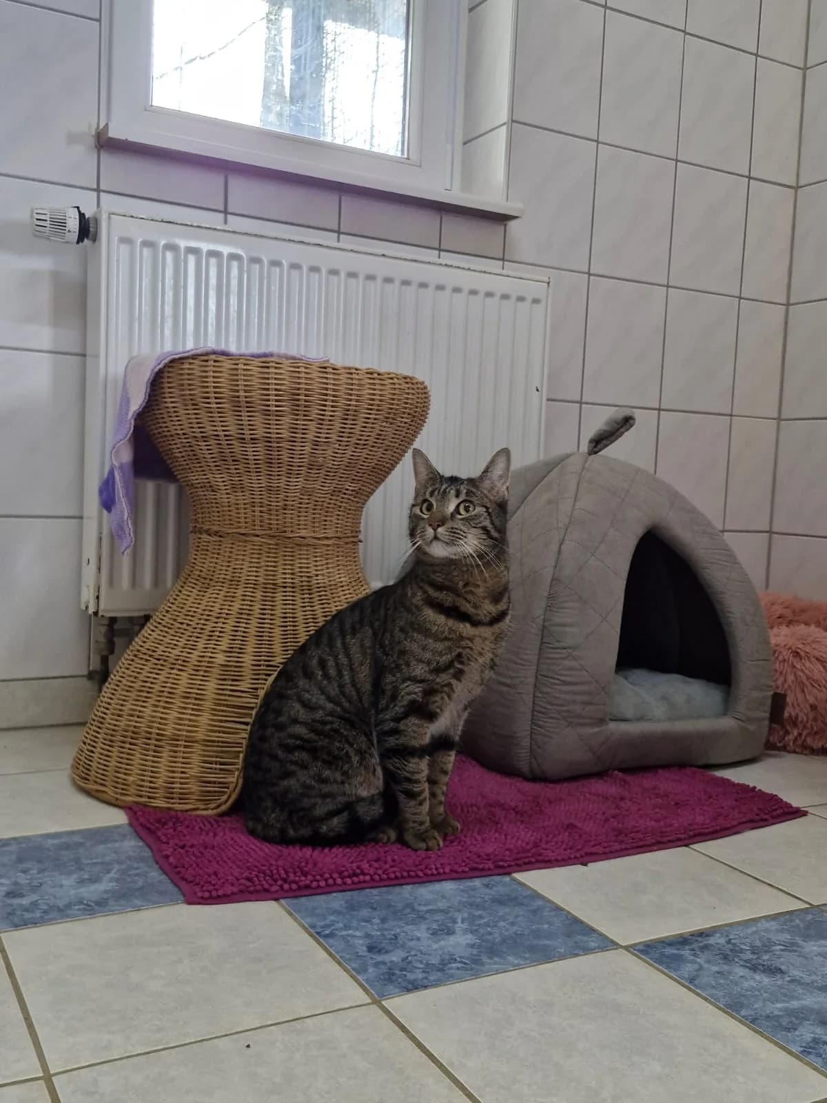 Lucky, male European Shorthair for adoption at Tierheim Northeim