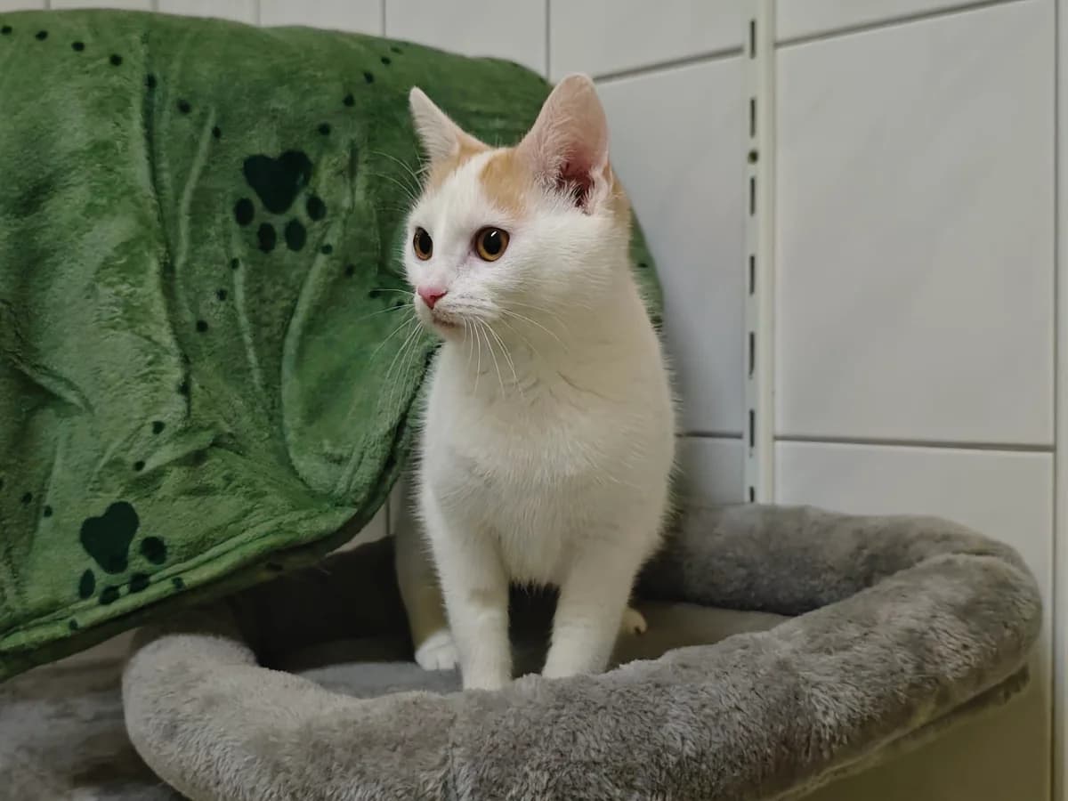 Fiona, European Shorthair for adoption at Tierheim Northeim