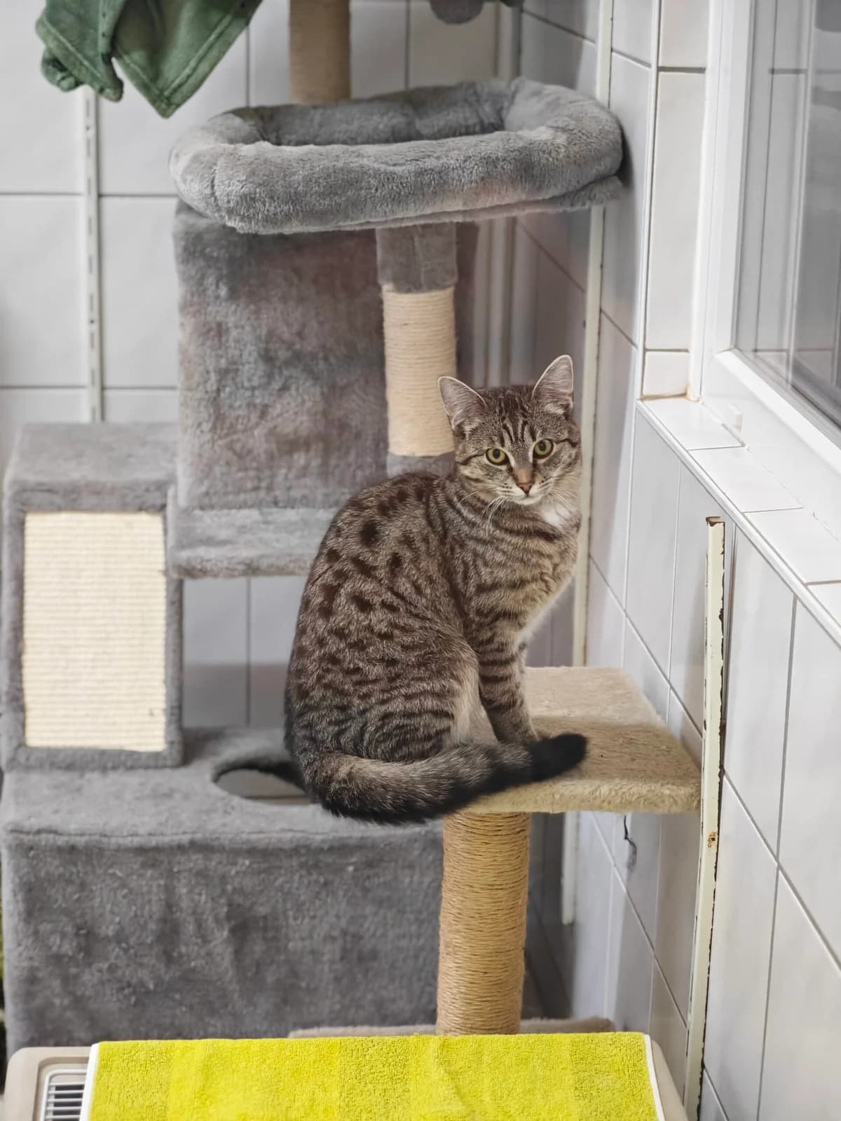 Seasmoke, European Shorthair for adoption at Tierheim Northeim