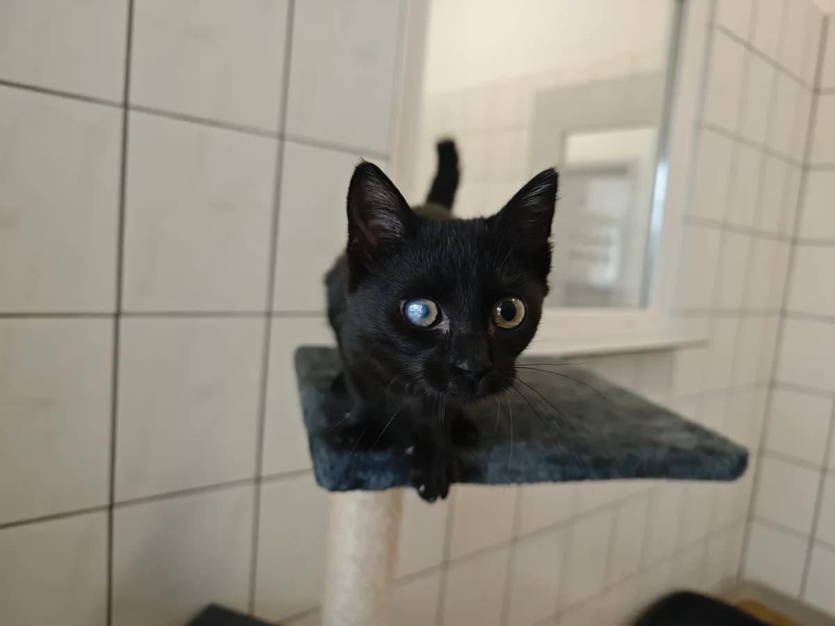 Parfait, young European Shorthair for adoption at Tierheim Northeim