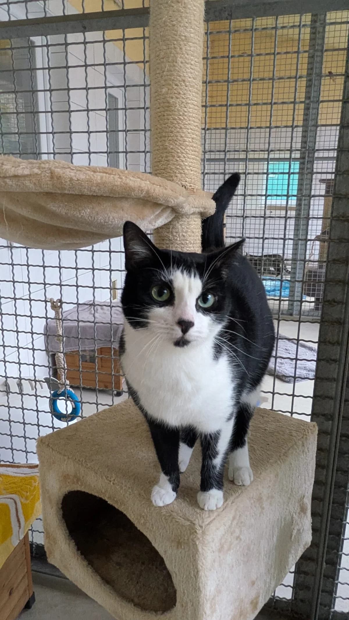 Bella, young European Shorthair for adoption at Tierheim Northeim