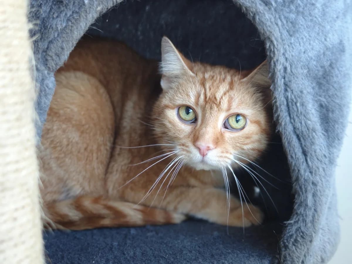 Tassja, 4yo European Shorthair for adoption at Tierheim Northeim
