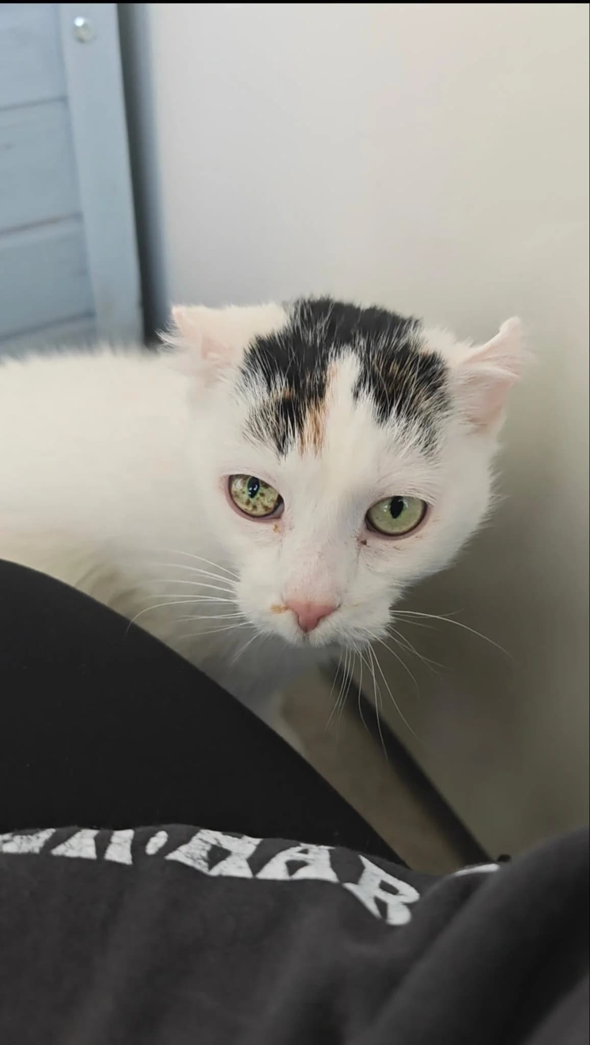 Azzura, senior European Shorthair for adoption at Tierheim Northeim