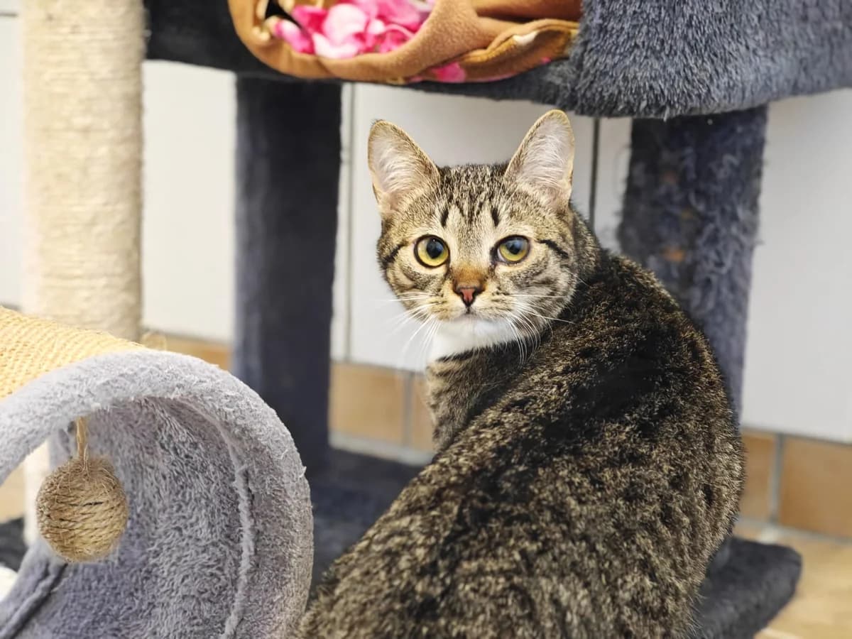 Lia, European Shorthair for adoption at Tierheim Northeim