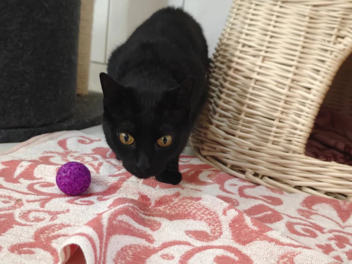 Minka II, European Shorthair for adoption at Tierheim Northeim