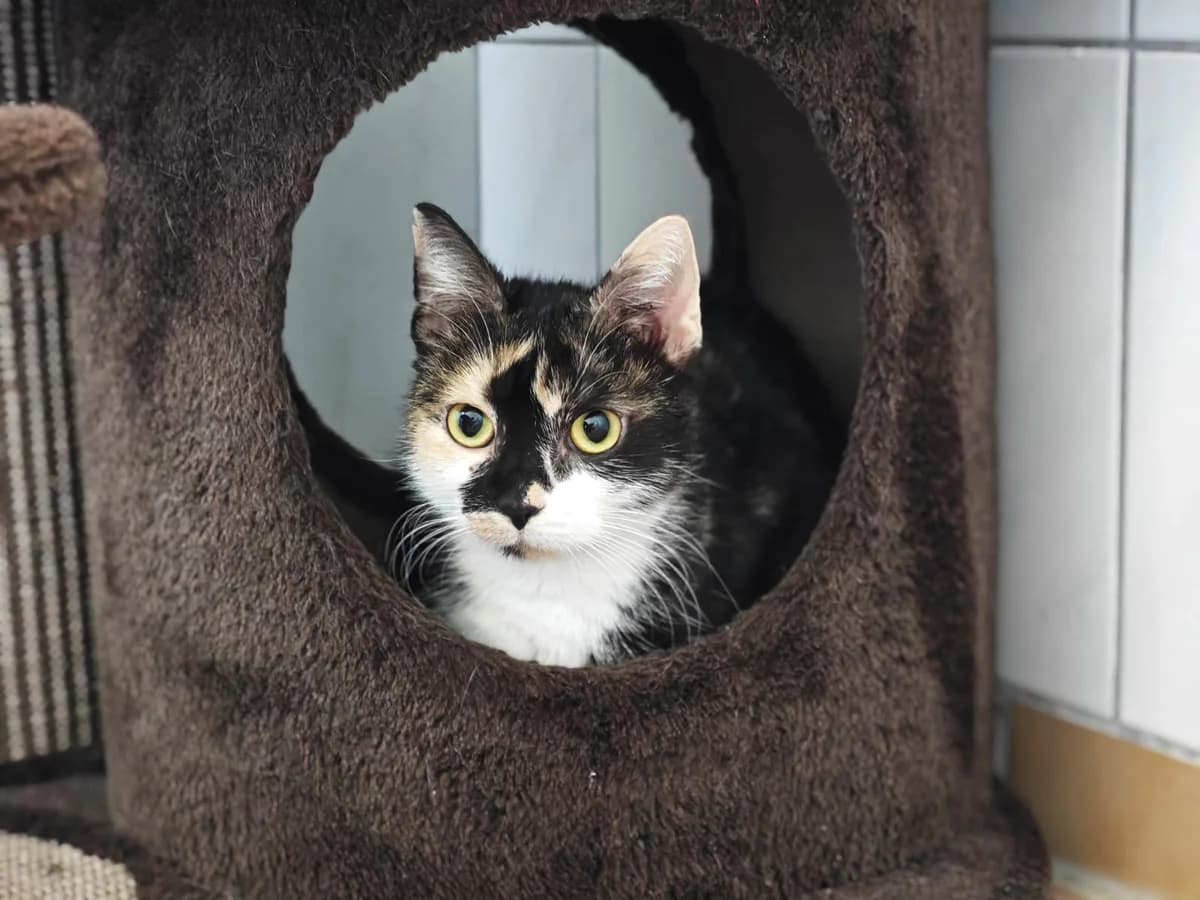 Elizabeth, 4yo European Shorthair for adoption at Tierheim Northeim