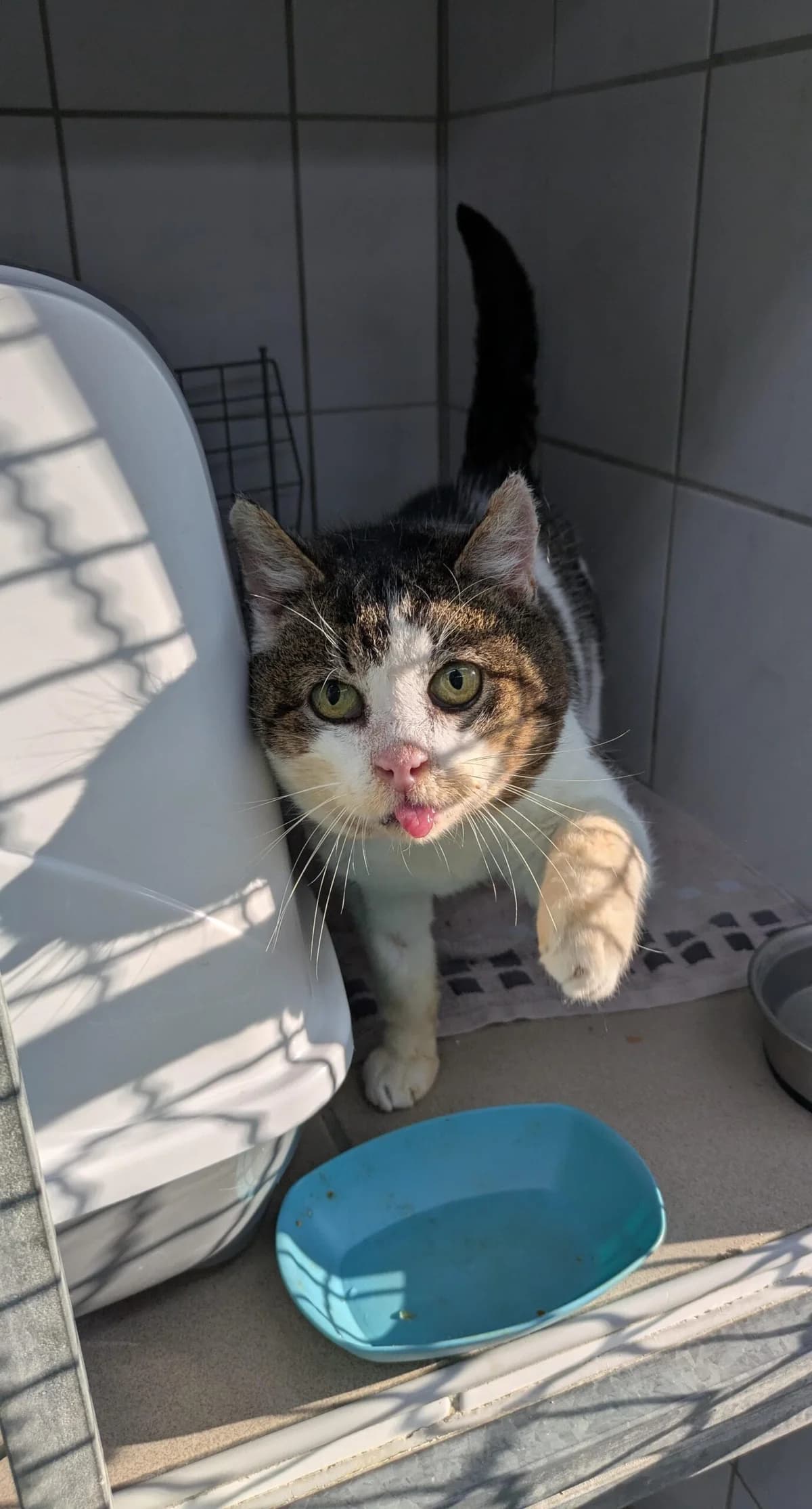 Franz (Lehar), male senior European Shorthair for adoption at Tierheim Northeim