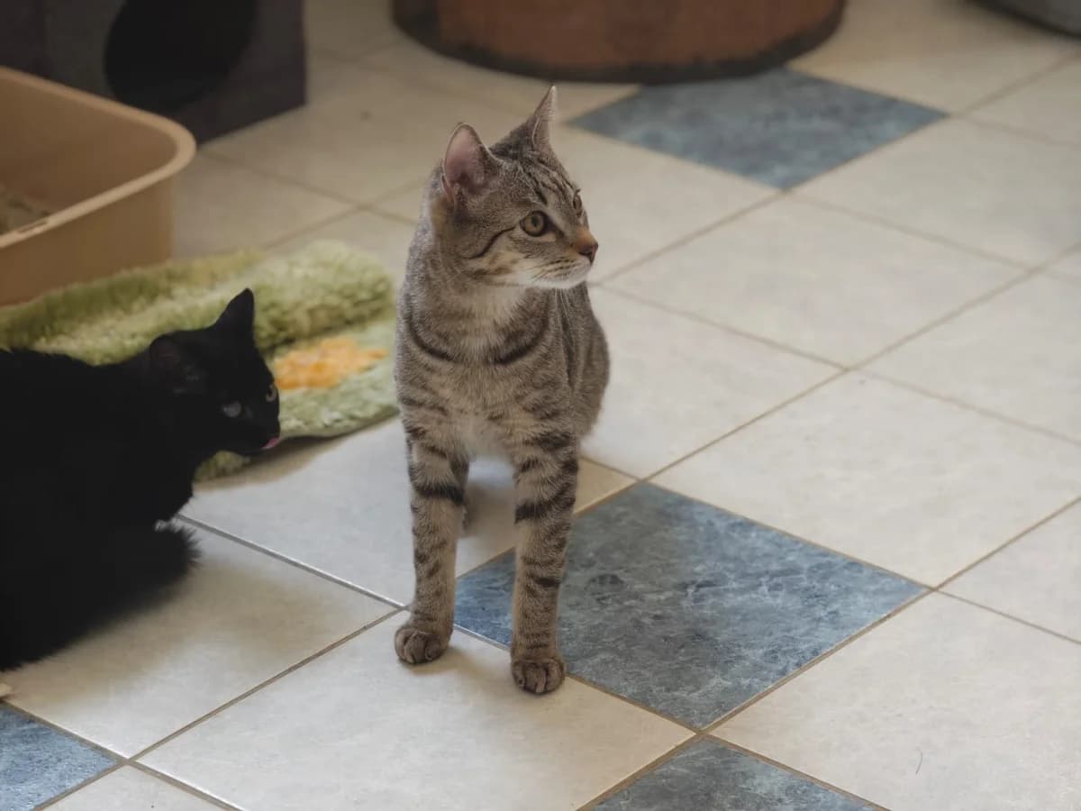 Moondancer, male European Shorthair for adoption at Tierheim Northeim