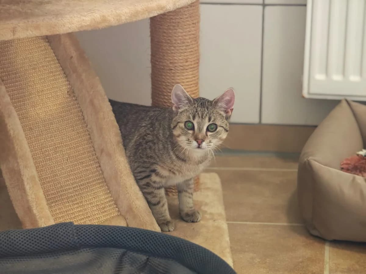Sunfyre, male European Shorthair for adoption at Tierheim Northeim