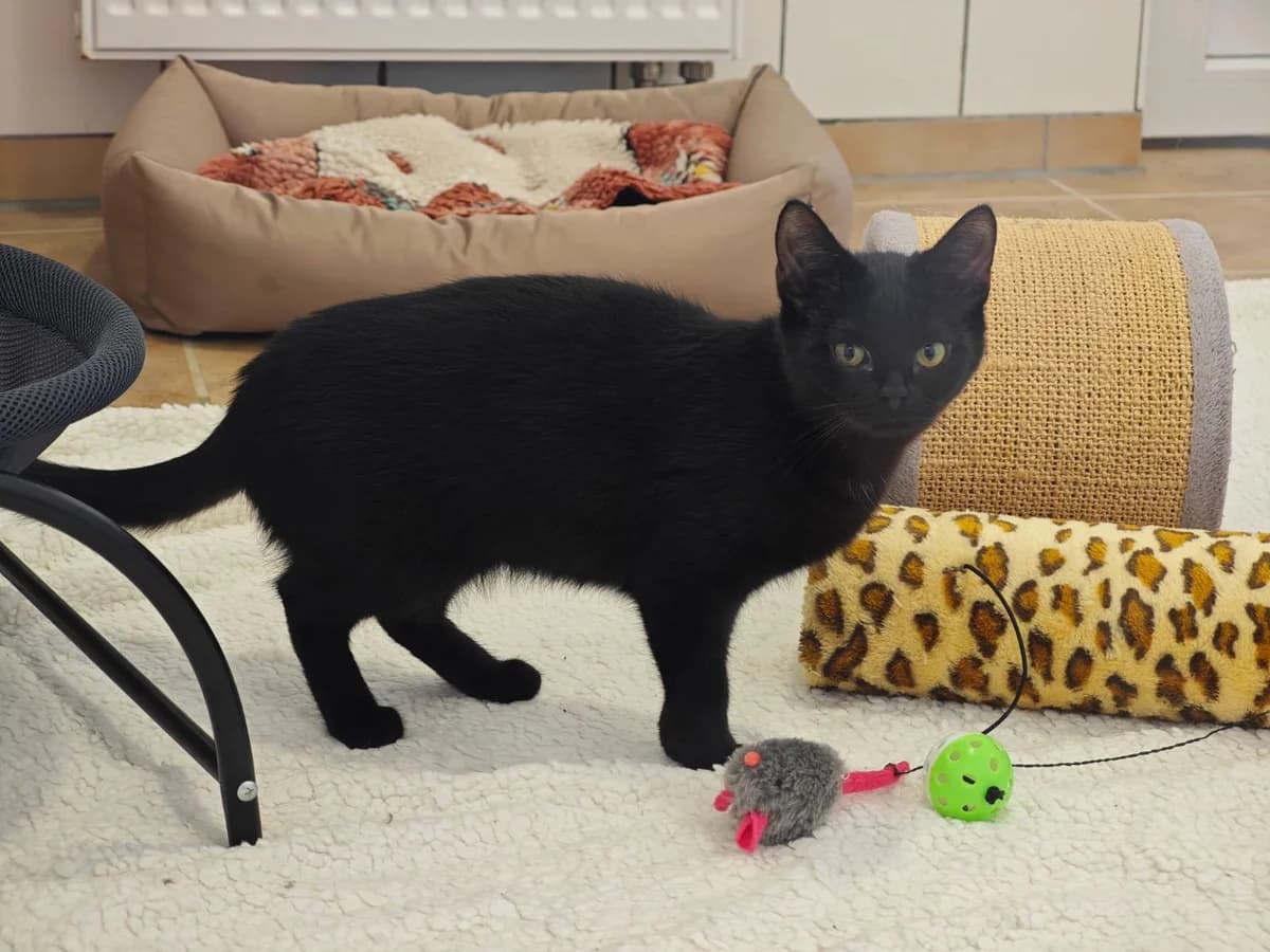 Nando, male European Shorthair for adoption at Tierheim Northeim