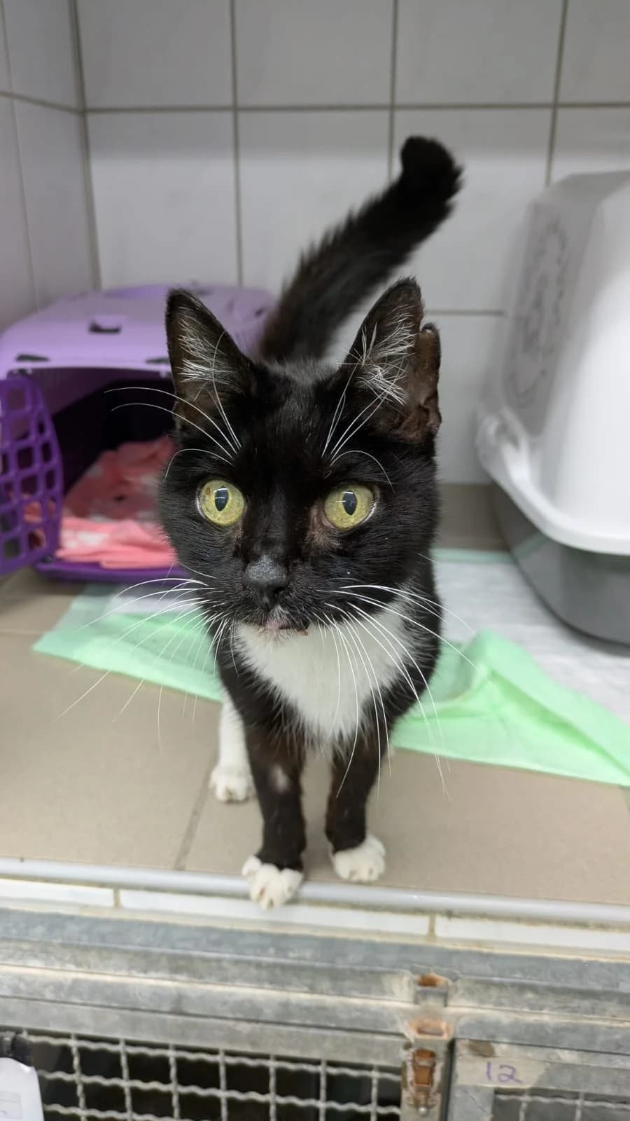 Mira, senior European Shorthair for adoption at Tierheim Northeim