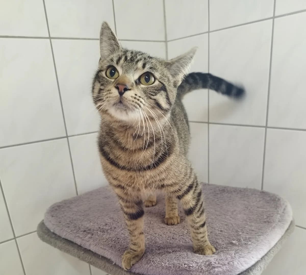 Bob, male European Shorthair for adoption at Tierheim Northeim