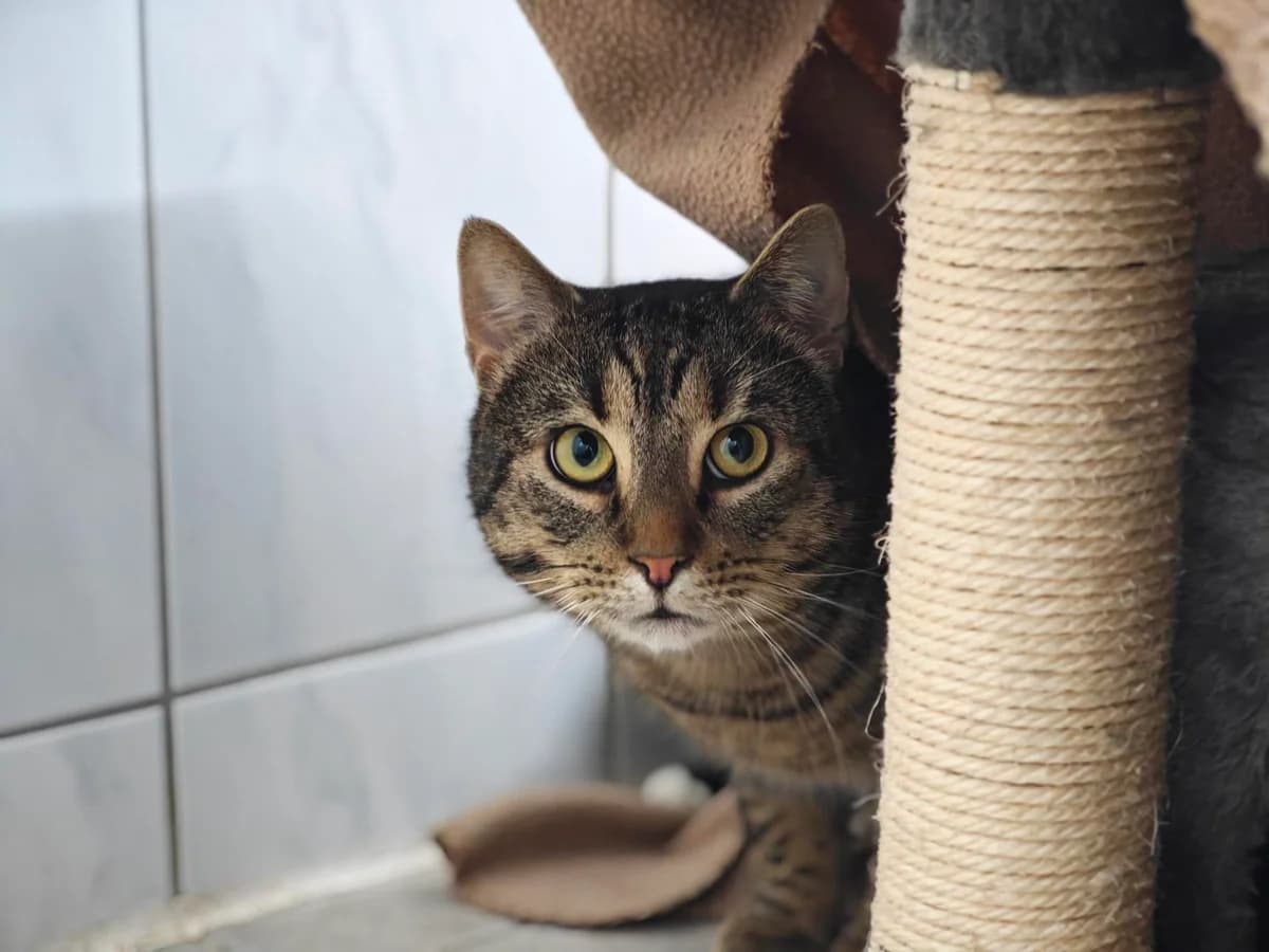 Wolfgang, male 6yo European Shorthair for adoption at Tierheim Northeim