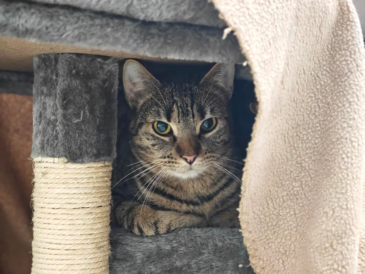 Theodor, male 6yo European Shorthair for adoption at Tierheim Northeim