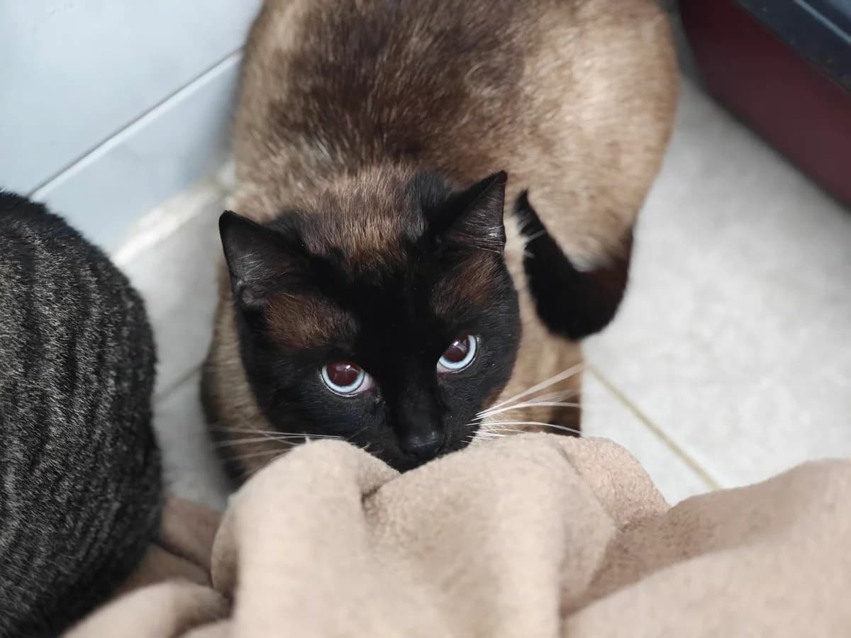 Bruno, male 6yo European Shorthair for adoption at Tierheim Northeim