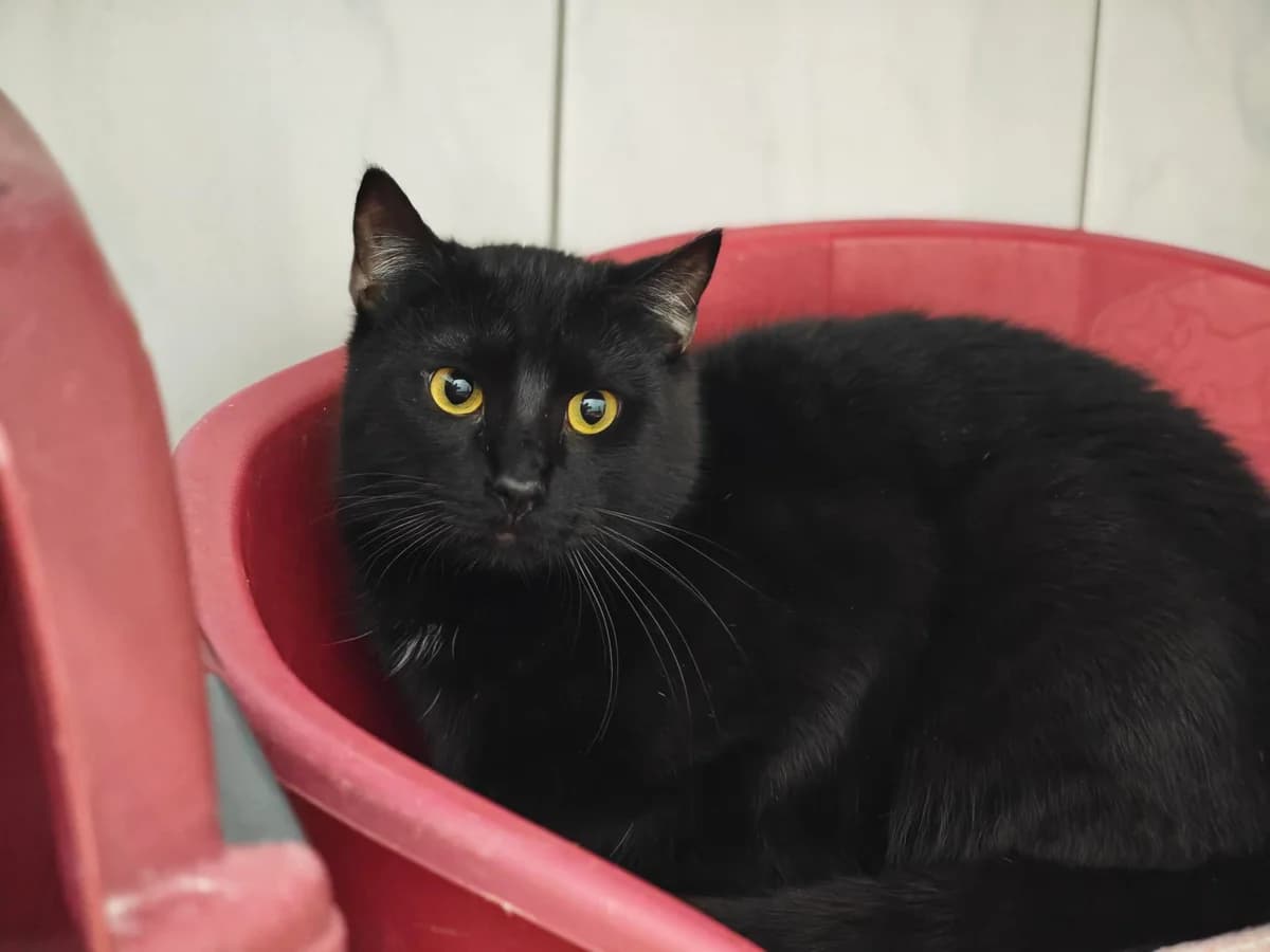 Manfred, male 4yo European Shorthair for adoption at Tierheim Northeim