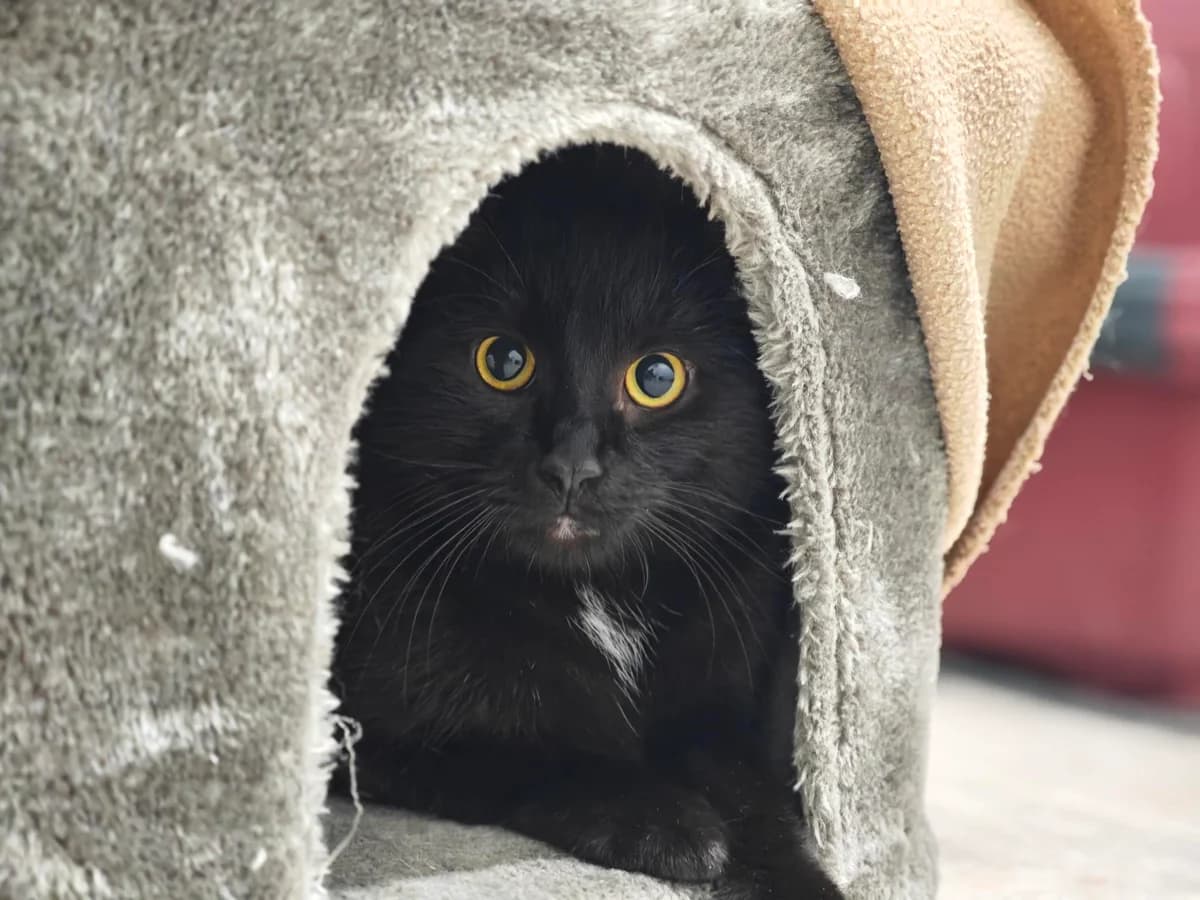 Edgar, male 5yo European Shorthair for adoption at Tierheim Northeim