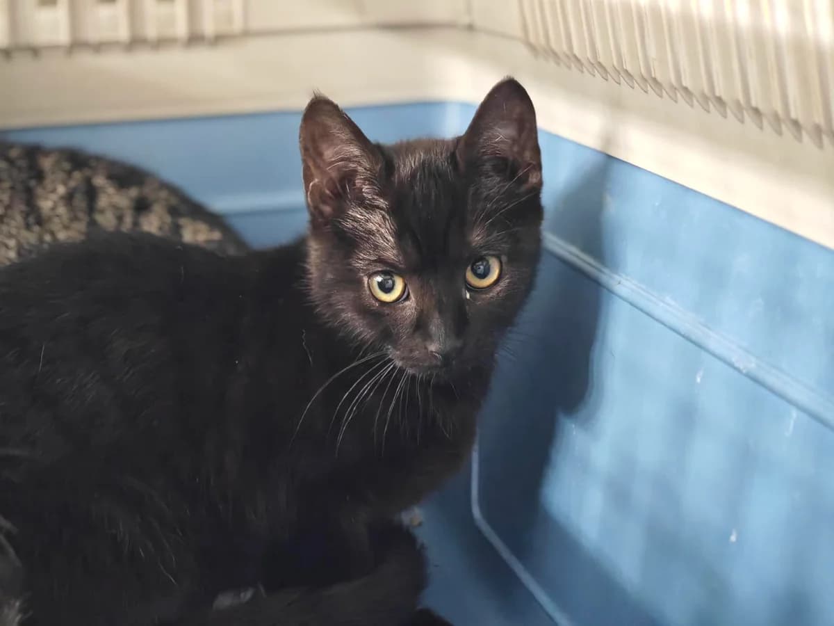 Hannah, puppy European Shorthair for adoption at Tierheim Northeim