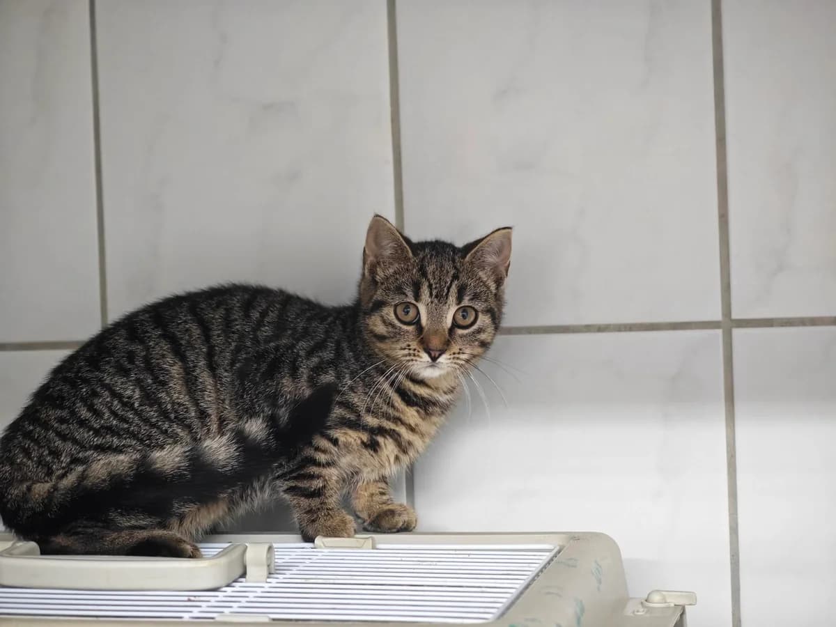 Hilde, puppy European Shorthair for adoption at Tierheim Northeim