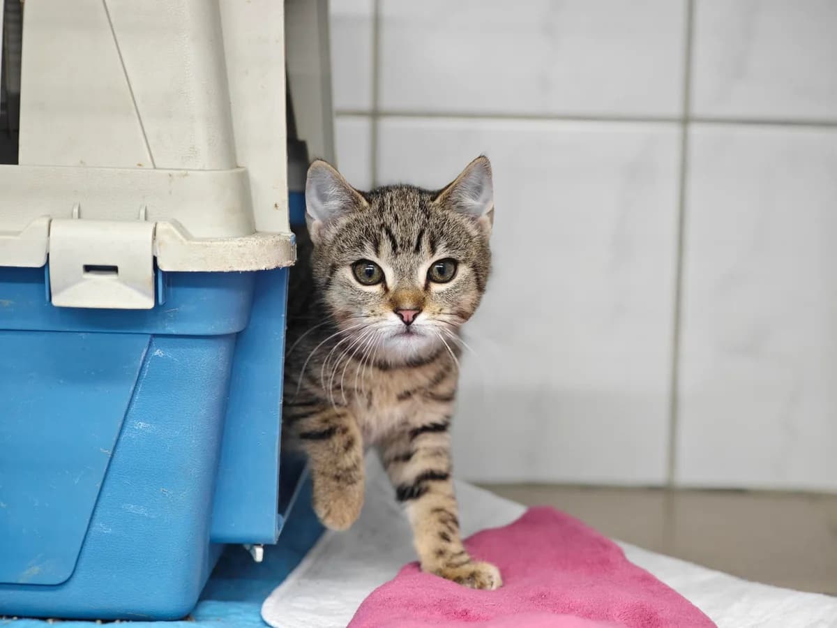 Jens, male puppy European Shorthair for adoption at Tierheim Northeim