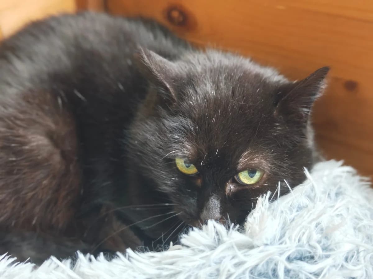 Yvonne, European Shorthair for adoption at Tierheim Northeim