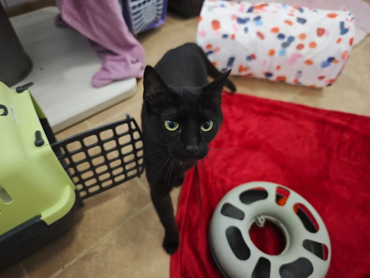 Renate, male 4yo European Shorthair for adoption at Tierheim Northeim